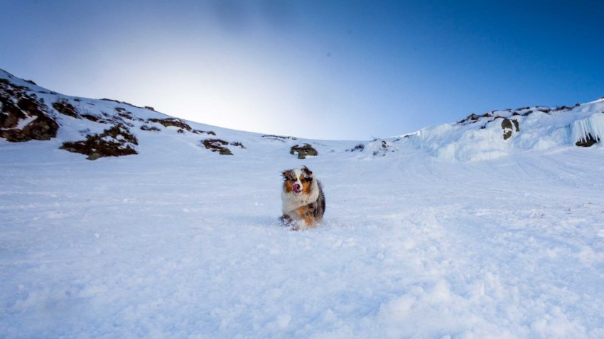 Skier avec son chien en toute sécurité