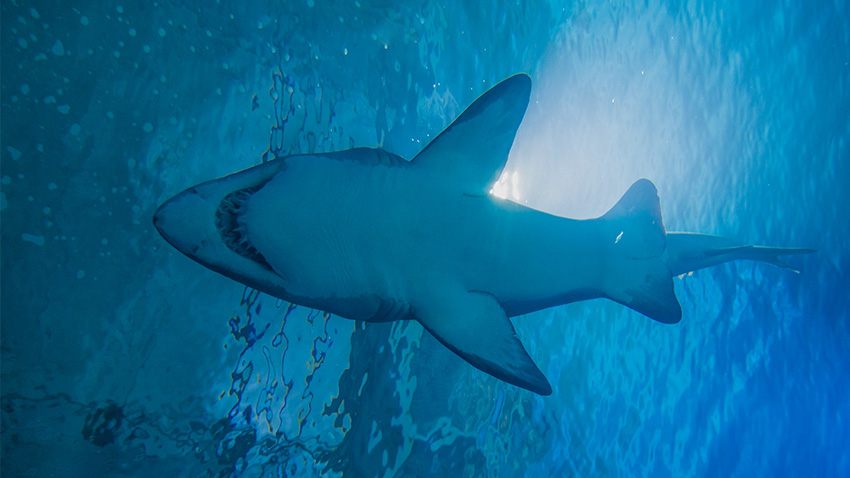 requin blanc