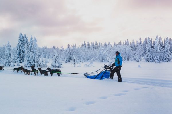 Thibaut Branquart et son attelage sur une piste enneigée de Norvège.