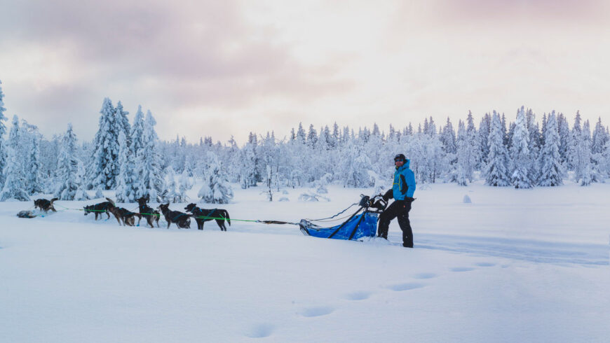 Thibaut Branquart et son attelage sur une piste enneigée de Norvège.