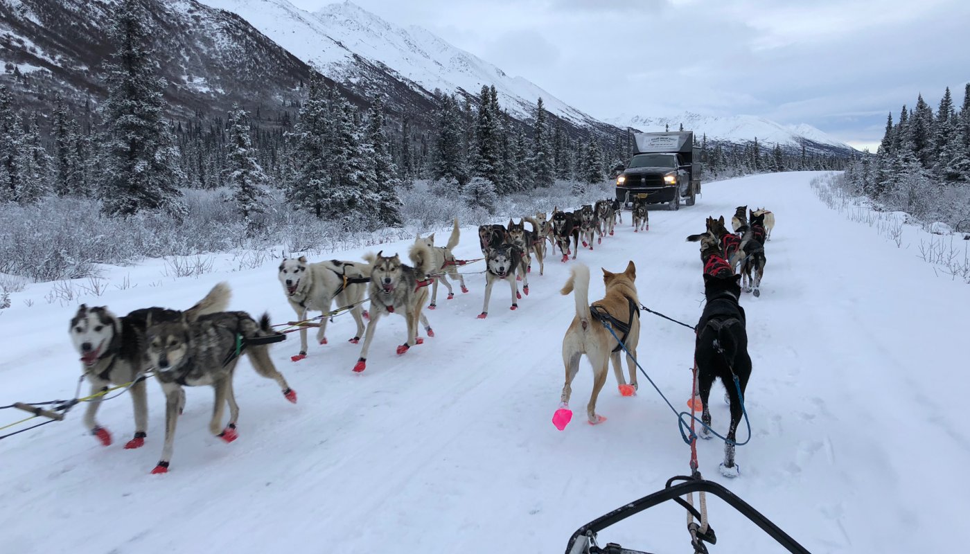 alaska chien de traineau