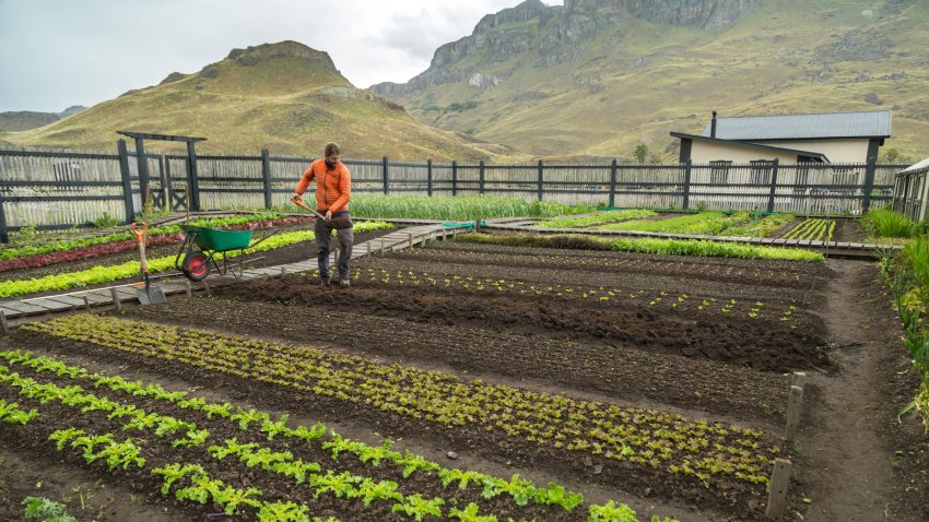 Un homme s'occupe d'un jardin potager bio