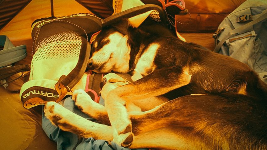 Le chien Mera dort dans la tente d'un alpiniste