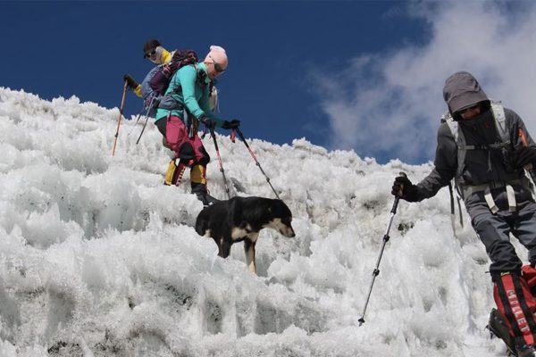 Le chien Mera entame une descente au côté des alpinistes