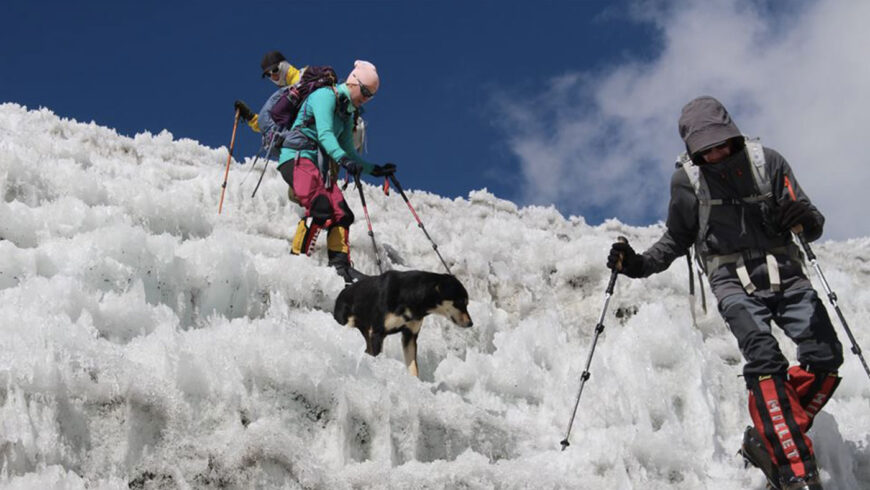 Le chien Mera entame une descente au côté des alpinistes