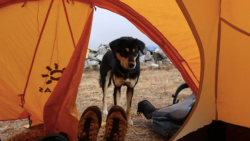 Le chien Mera à l'entrée d'une tente du camp