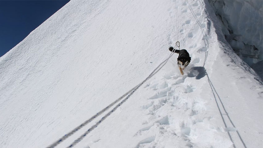 Le chien Mera dévale une pente