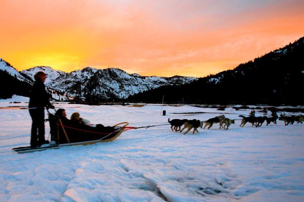 Attelage de chiens de traineau en Alaska sur une piste enneigée