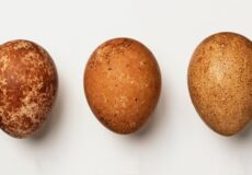 oeufs de rapaces