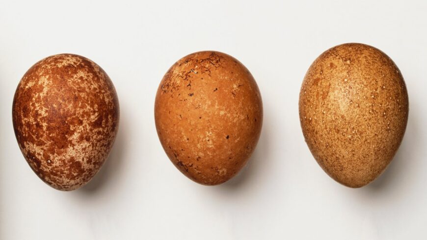 oeufs de rapaces