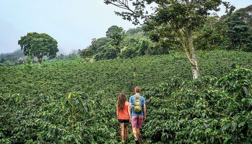 Les plantations de café vers Santa Barbara, au Honduras