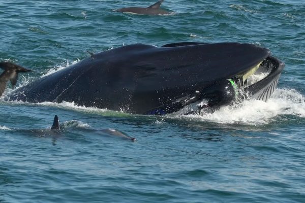 Une baleine avale un plongeur