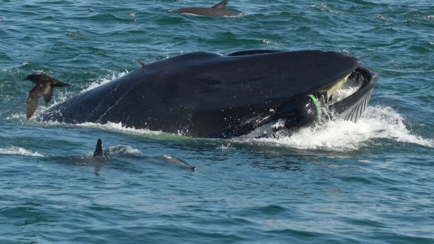 Une baleine avale un plongeur