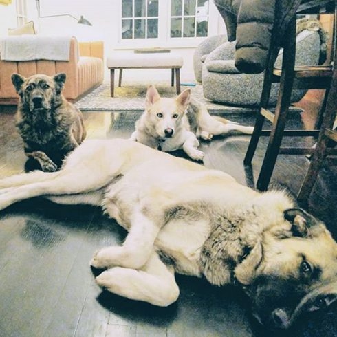 Des chiens calmes allongés dans le salon