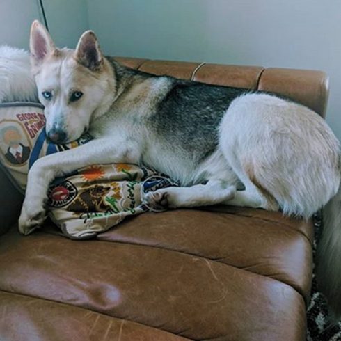 Un chien couché sur un canapé et un coussin