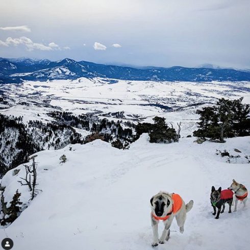 Des chiens se promènent en liberté dans la neige
