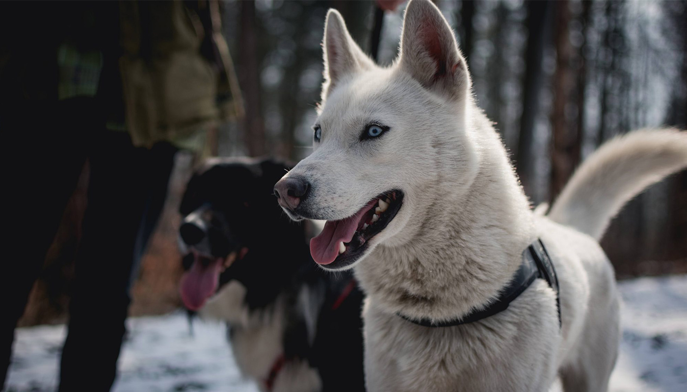 Deux chiens dans une forêt enneigée