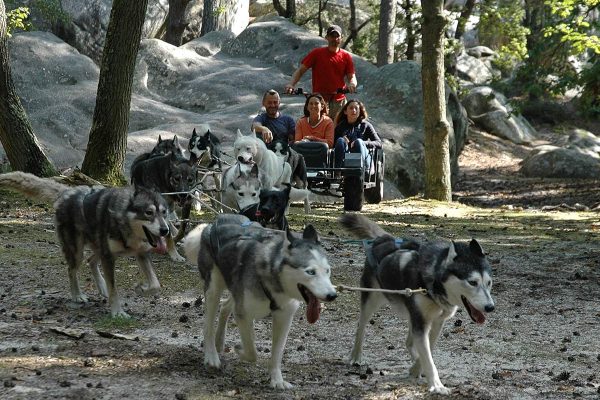 Testez le mushing à Paris comme en Alaska