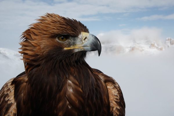 Aigle in Planète hostile National Geographic