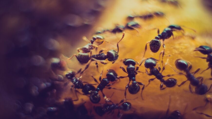 fourmis noires