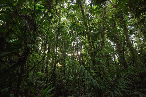 jungle en Equateur