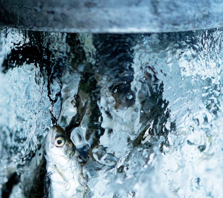 Artifishal, un documentaire sur la possible extinction des saumons et truites sauvages.