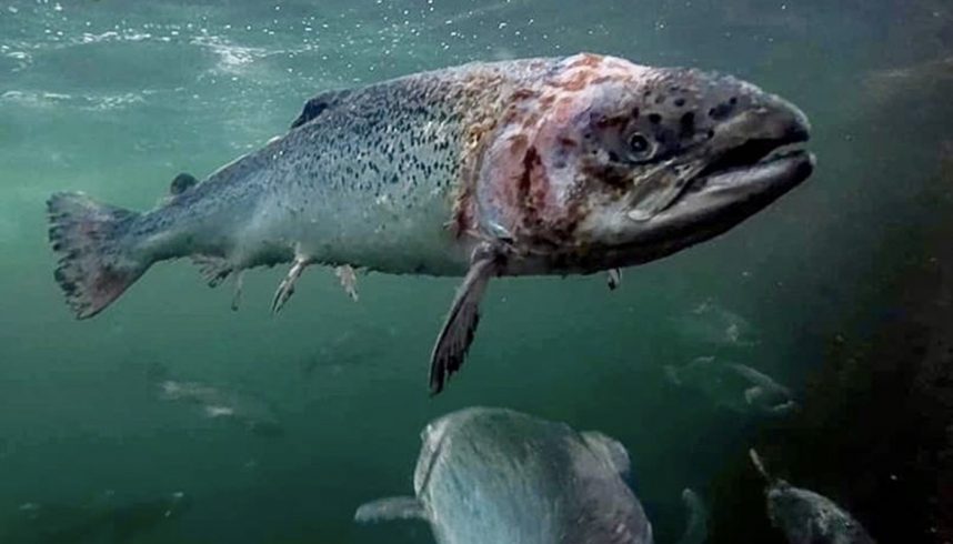 Artifishal, un documentaire sur la possible extinction des saumons et truites sauvages.