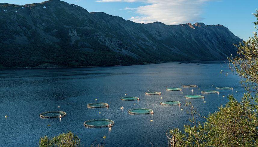 Artifishal, un documentaire sur la possible extinction des saumons et truites sauvages.