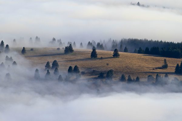 brouillard plaine