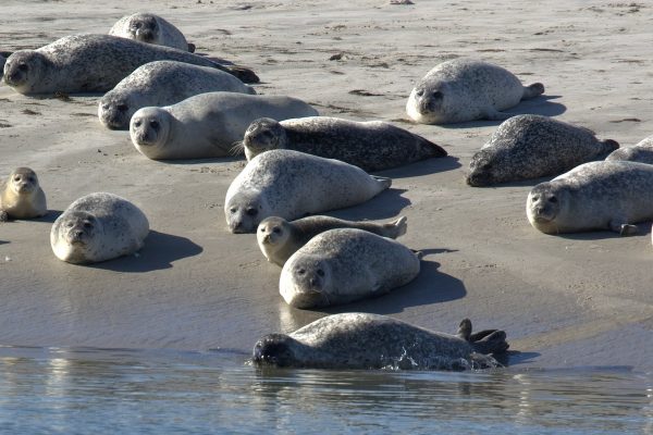 Colonie de phoque gris en mer du nord, un type de phoque que vous retrouverez en Baie de Somme.