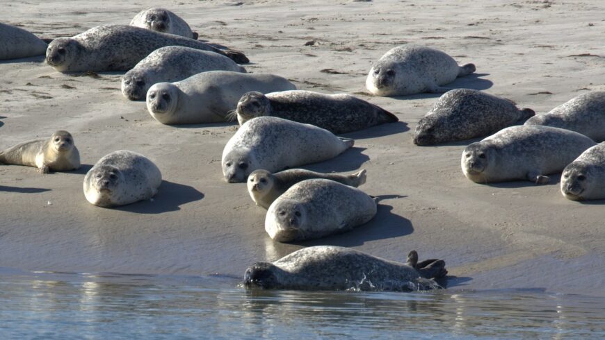 Colonie de phoque gris en mer du nord, un type de phoque que vous retrouverez en Baie de Somme.