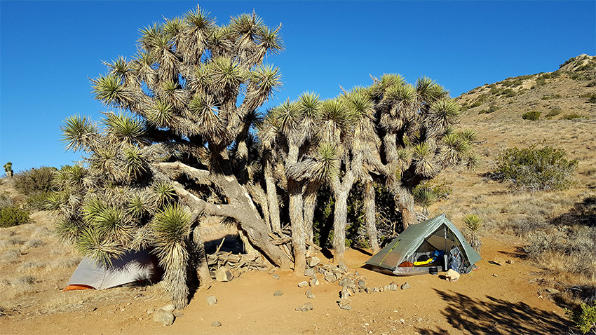 Mi. 571 – A l'abris d'un bosquet d'arbres de Josué, juste au-dessus de Tehachapi, mon campement au lendemain d'une nuit de tempête