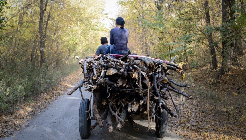 Des Roms transportent du branches de bois récupérées dans le parc naturel de Comana, au sud de Bucarest. Roumanie.