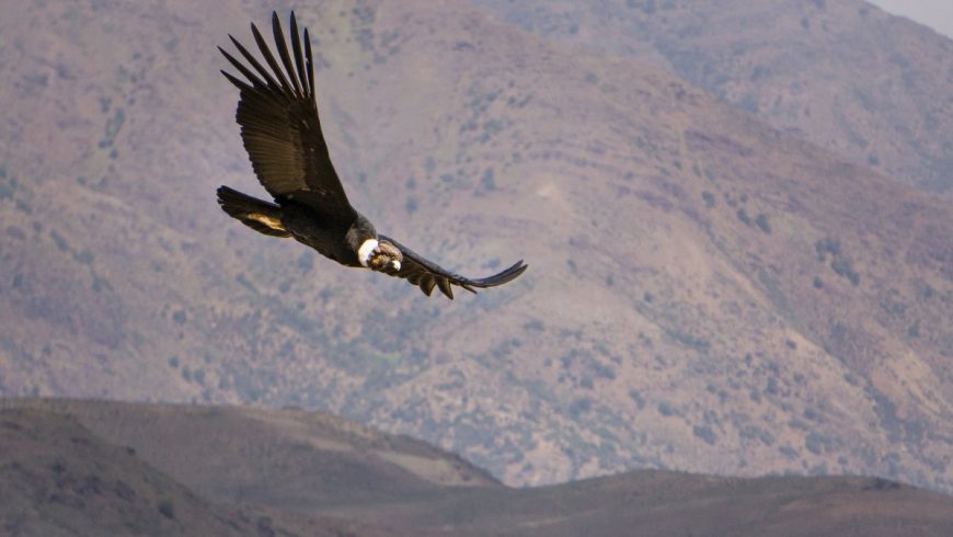 Un condor solitaire vole au-dessus de point de départ du GPT.