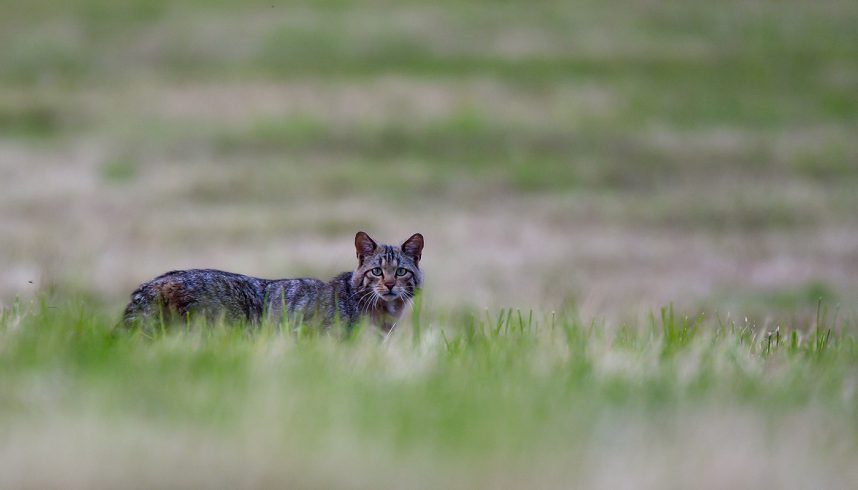 Chat sauvage