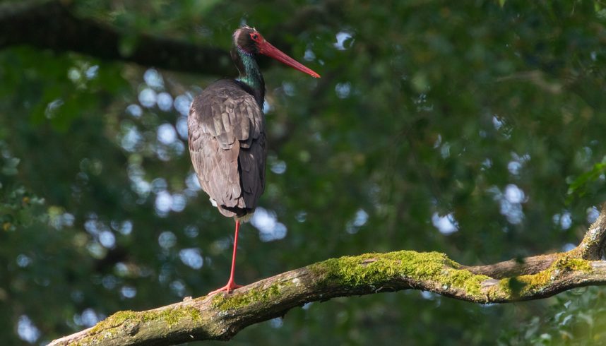Cigogne noire