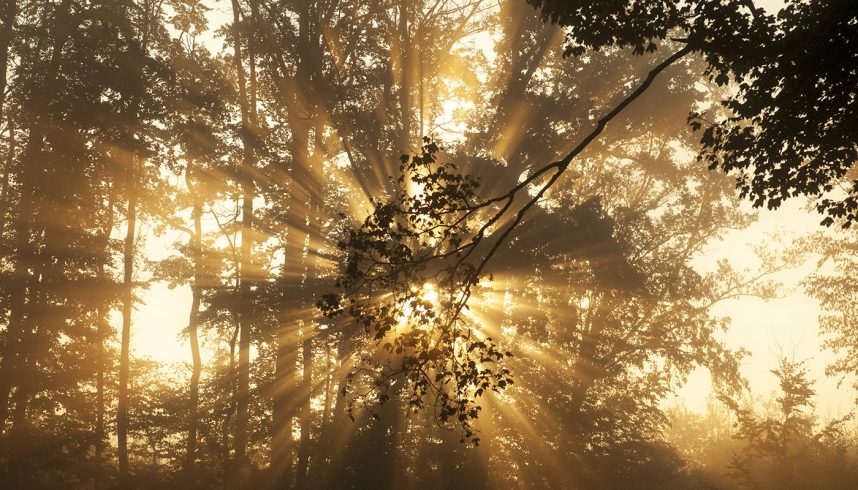 Rayons de soleil en forêt