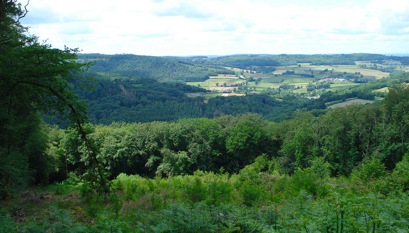 Vue sur les forêt du Morvan