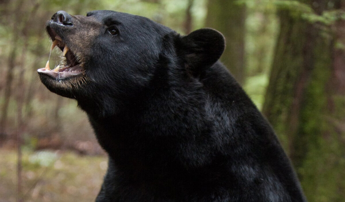 Se préparer à une rencontre avec un ours.