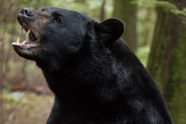 Se préparer à une rencontre avec un ours.