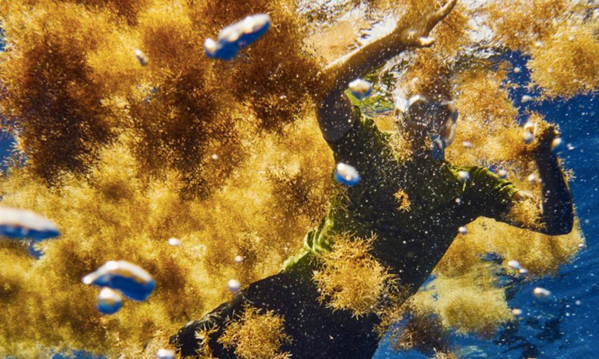 Vortex de déchets de l'Atlantique nord