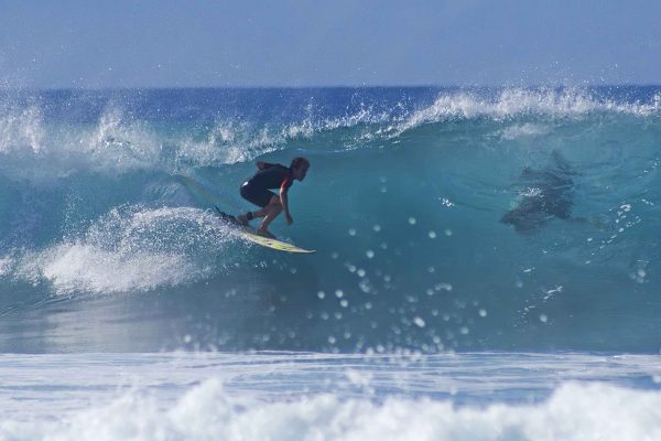 Surfeurs et humains, une relation pacifique.