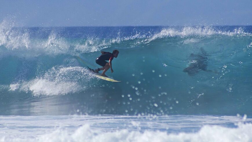 Surfeurs et humains, une relation pacifique.