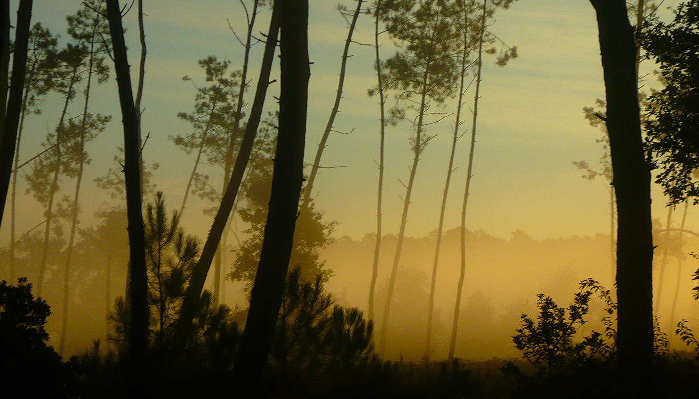 Forêt landaise