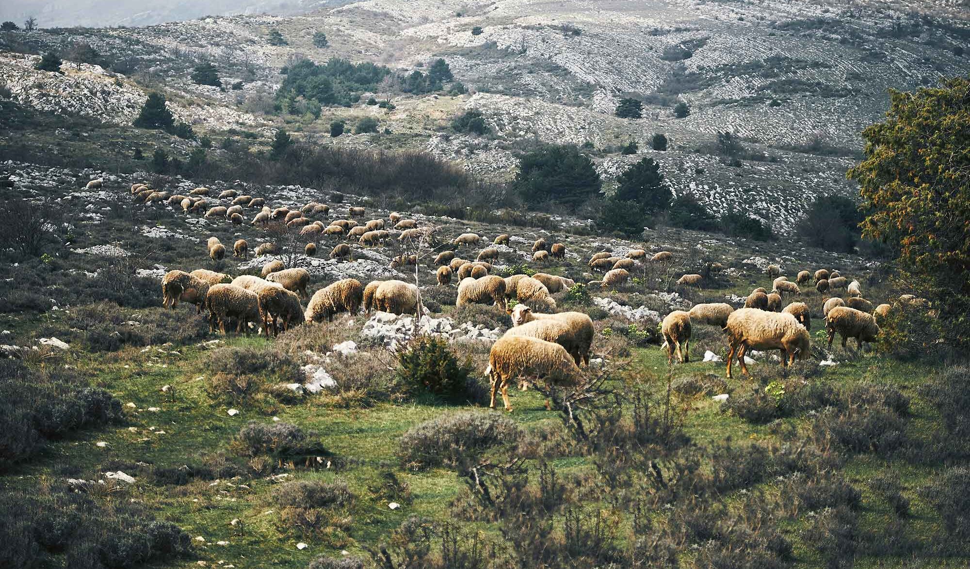 moutons transhumance montagne