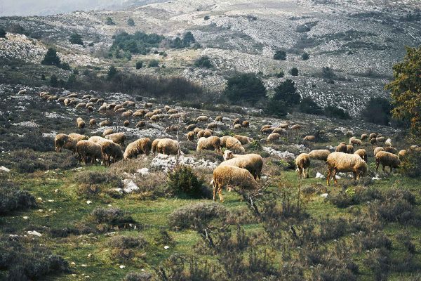 moutons transhumance montagne