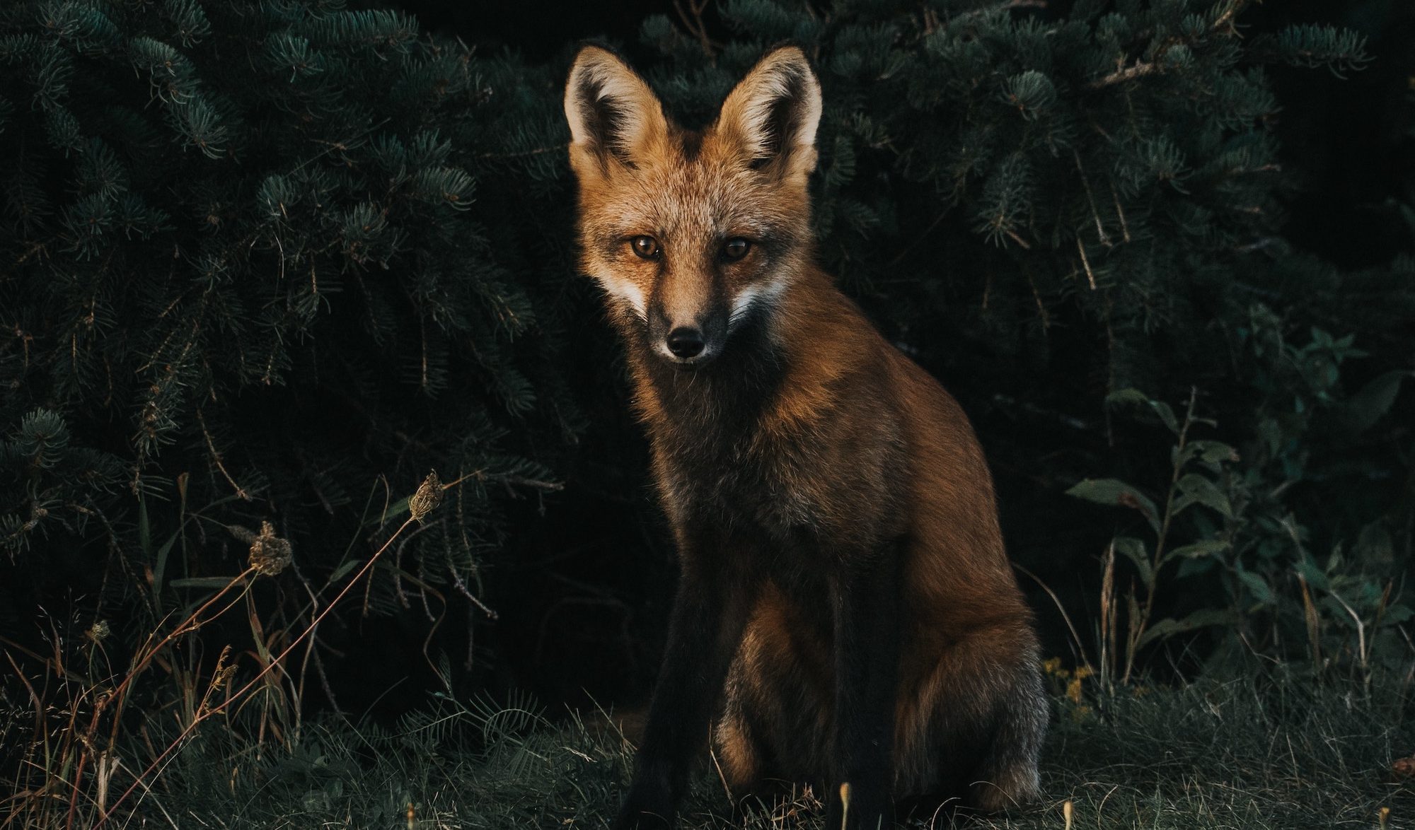 renard roux dans la forêt