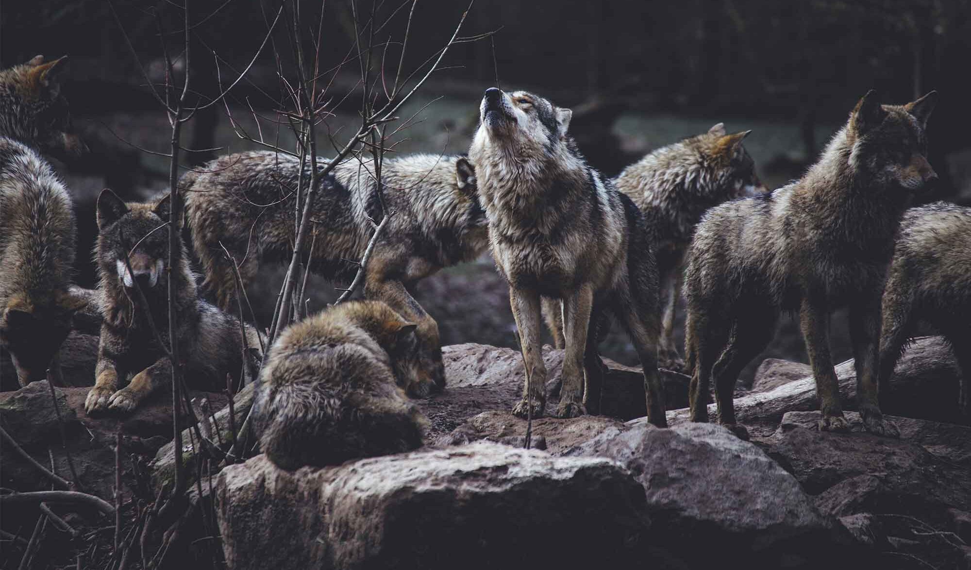 Face à un loup, que faire ?