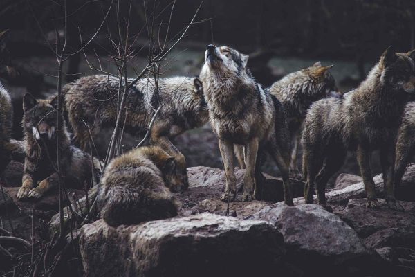 Face à un loup, que faire ?