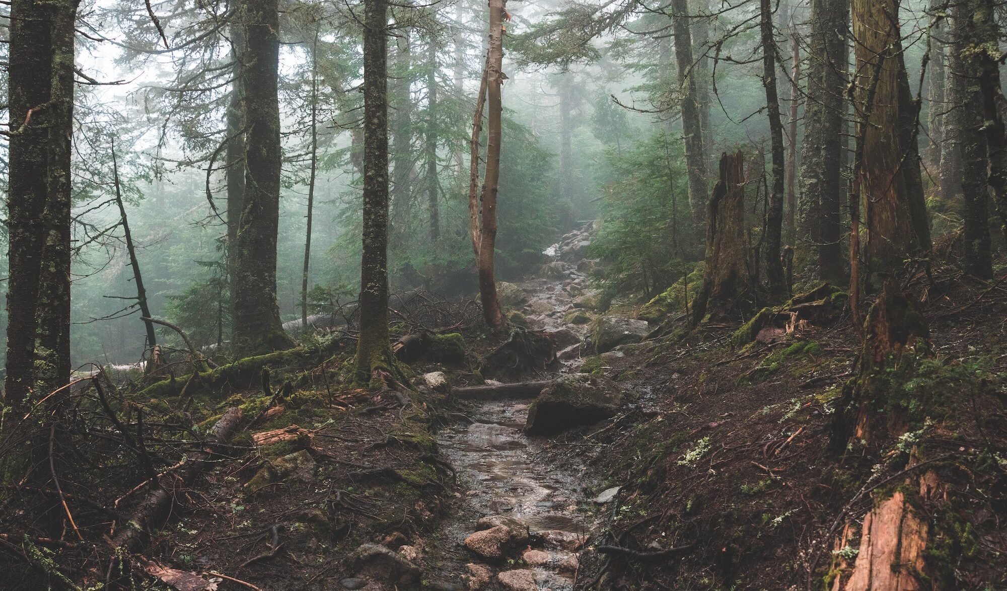 forêt sous la pluie